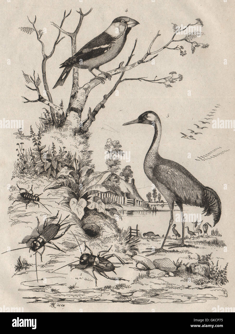 Insekten: Grillon (Cricket). Gros Bec (Kernbeißer). Grue (Kran), alten Drucken 1834 Stockfoto