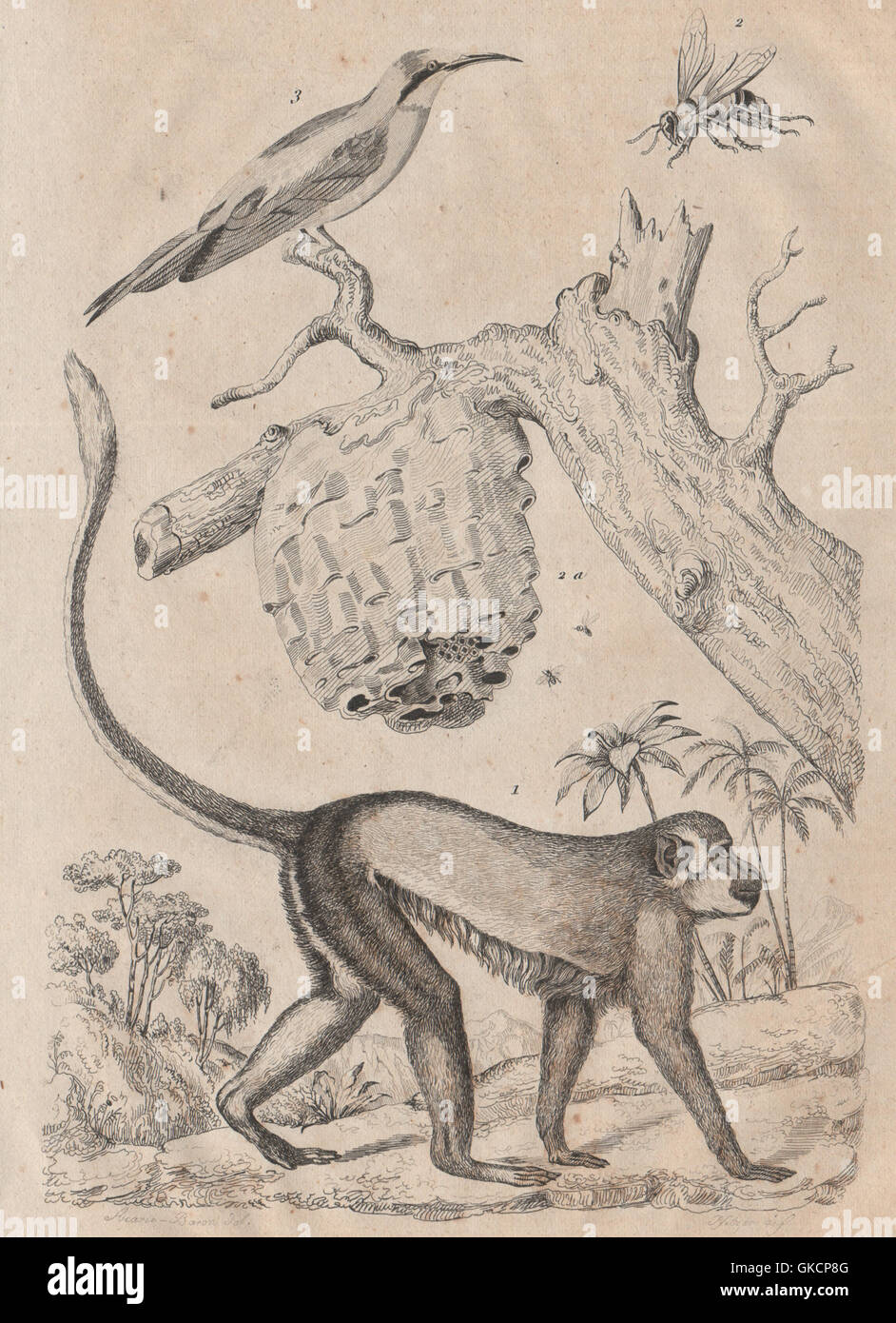 Tiere: Guenon. Guèpe (Wespe). Guépier (Bee Eater). Primas, alten Drucken 1834 Stockfoto