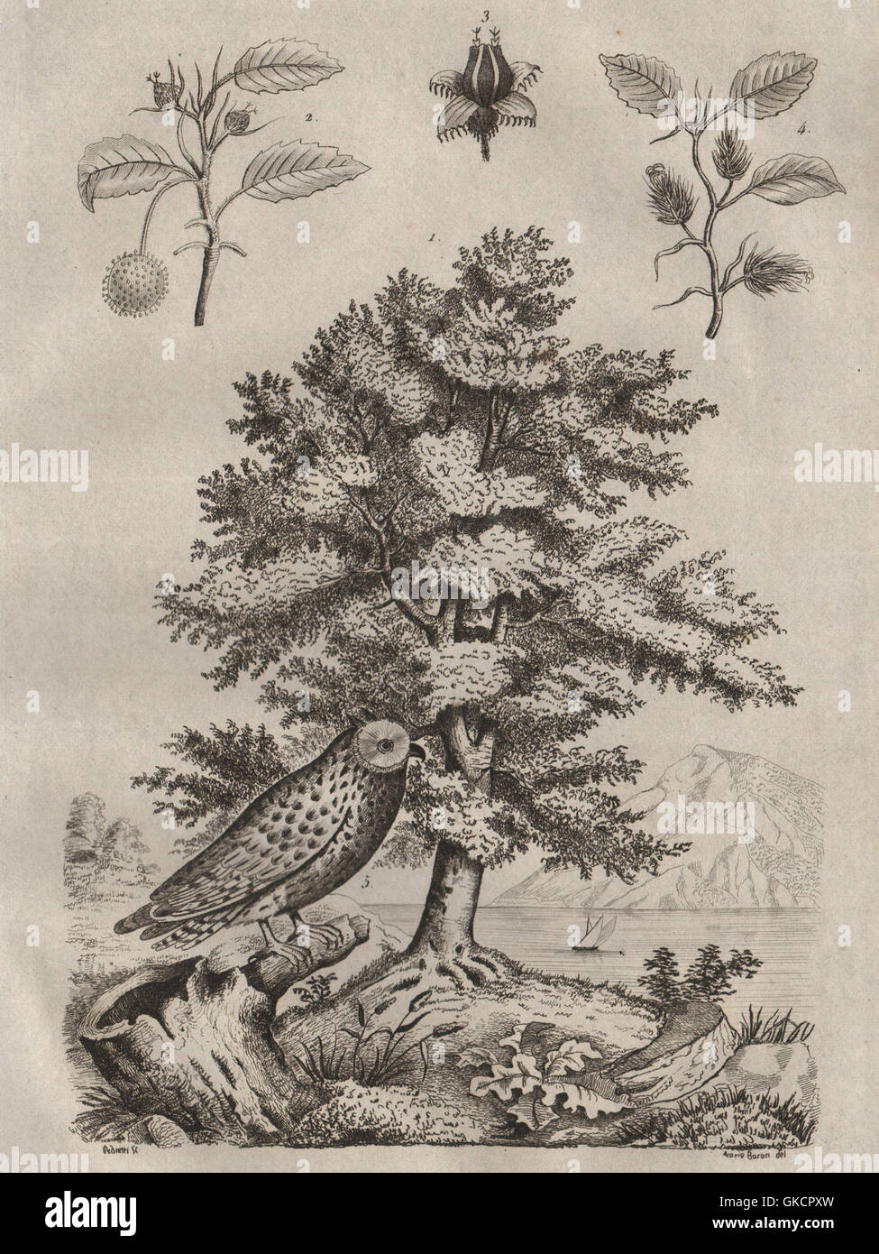 Hètre (Buche). Hibou Moyen Duc (Waldohreule) antike print 1834 Stockfoto