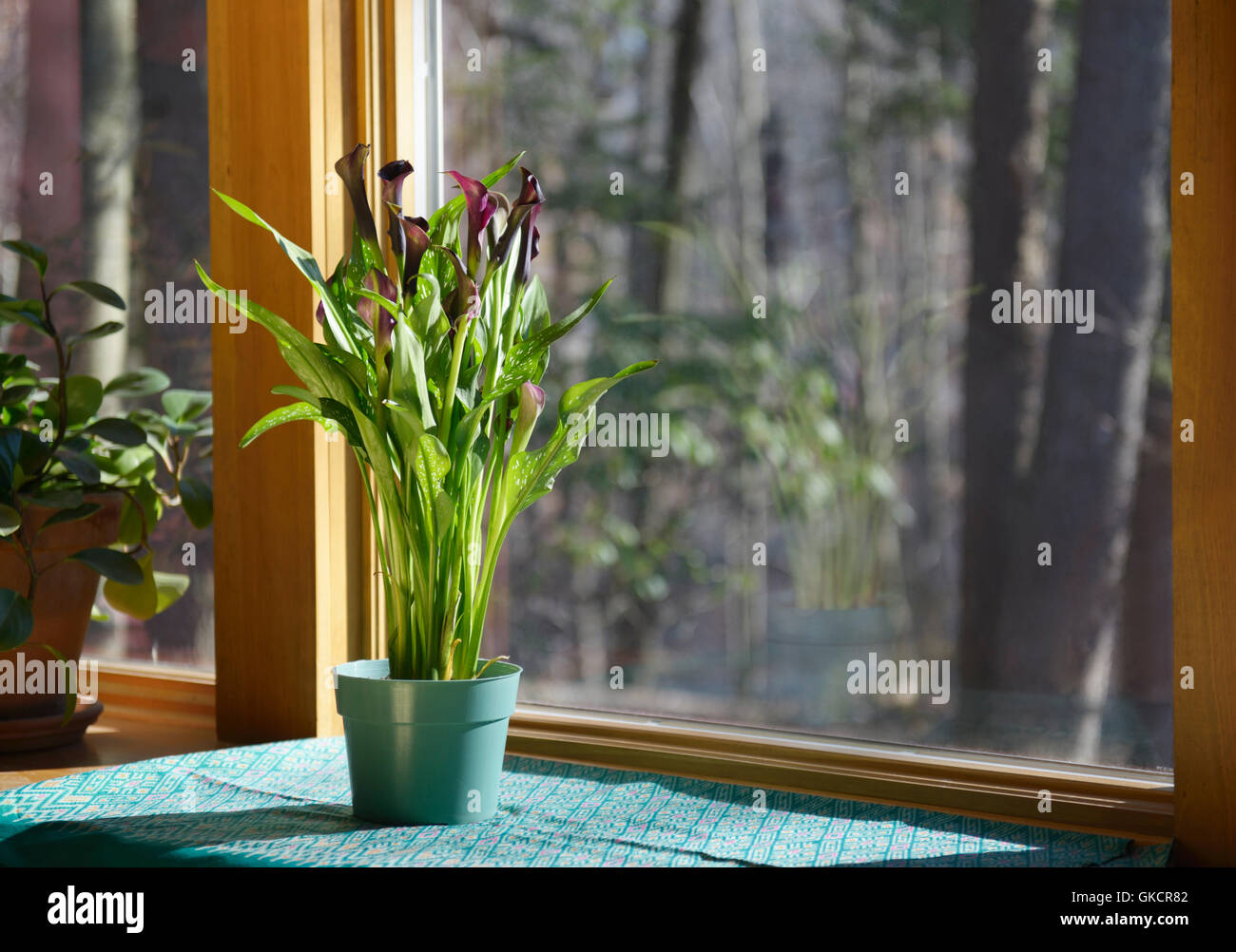 Calla Lilie, Zantedeschia sp., auf der Fensterbank. Phototropismus Sequenz mit Bild GKCR7F Stockfoto
