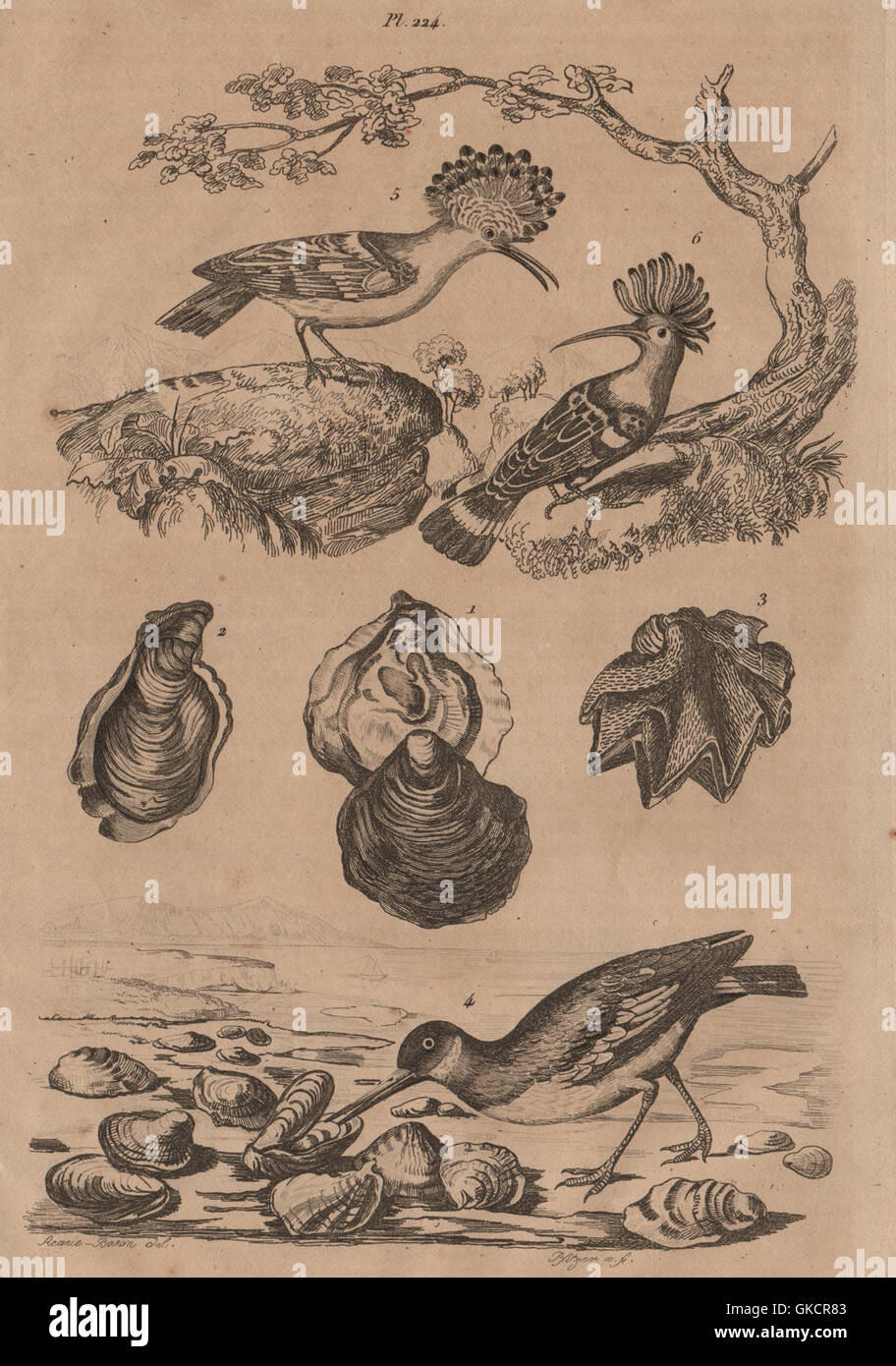 Huîtres (Austern). Huitrier (Austernfischer). Huppe (Wiedehopf). Weichtiere, 1834 Stockfoto