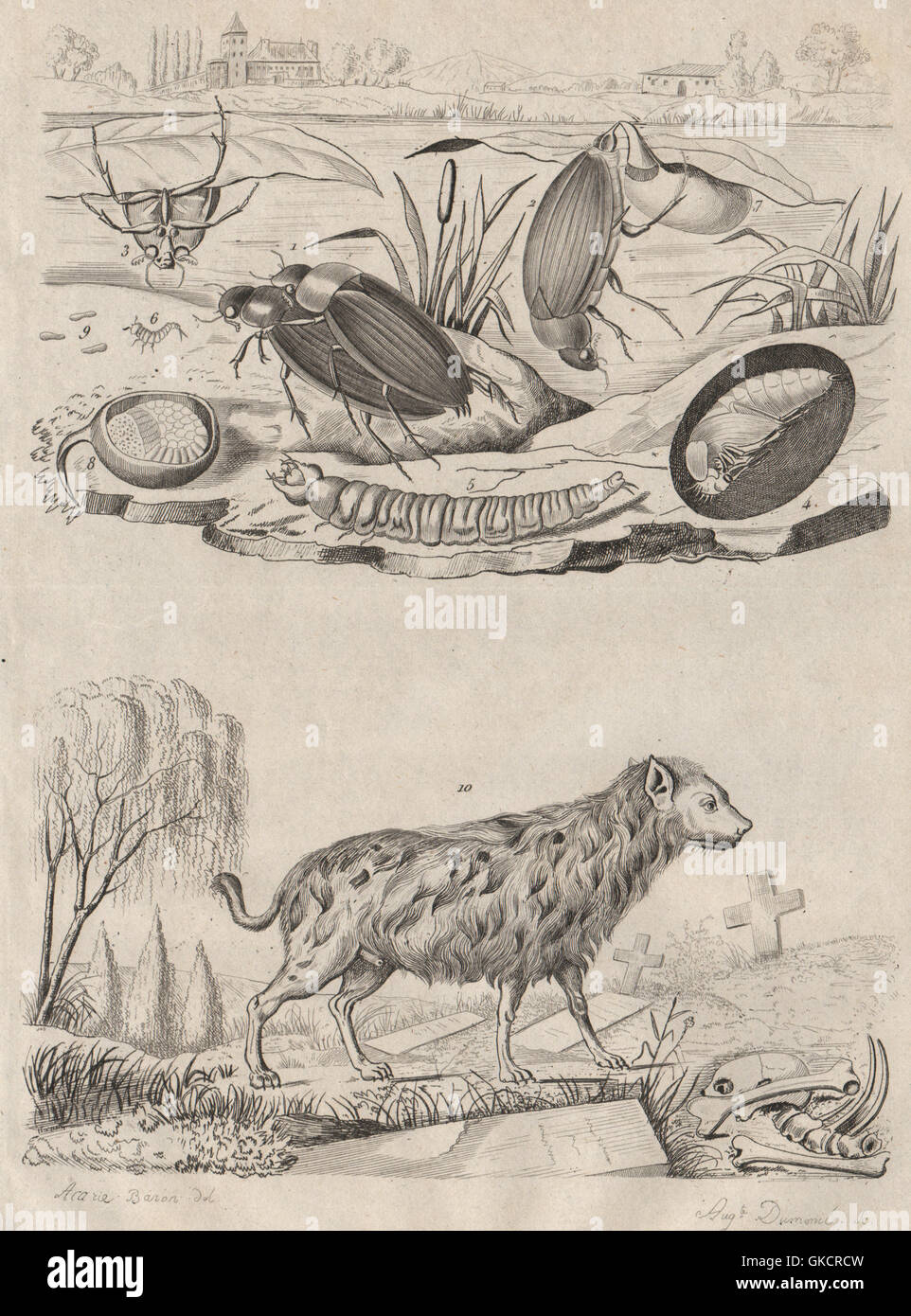 Hydrophilus Piceus (großer Silber Wasserkäfer). Beschmutzte Hyäne, drucken alten, 1834 Stockfoto