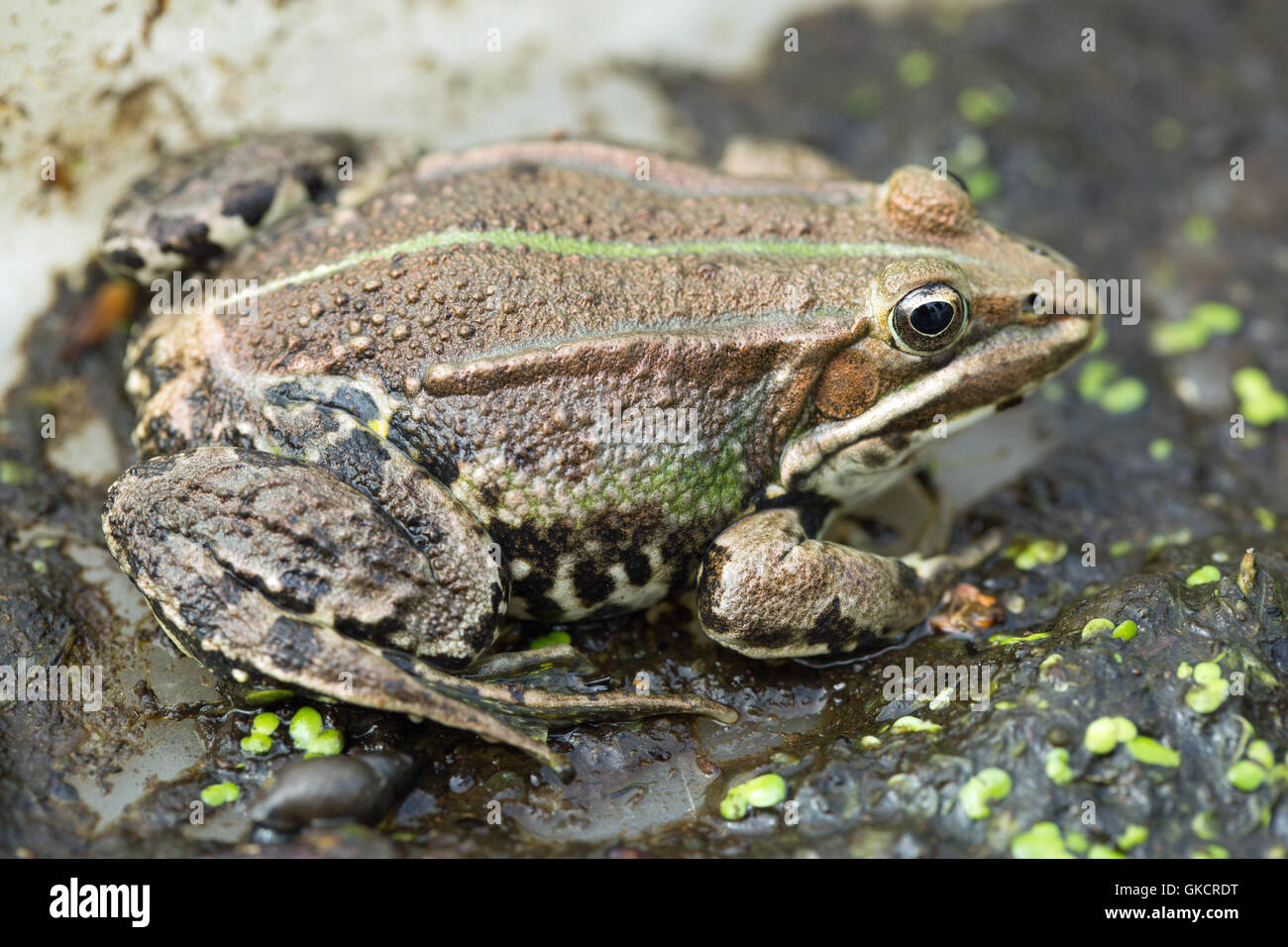 Pool-Frosch (außer Lessonae). Stockfoto
