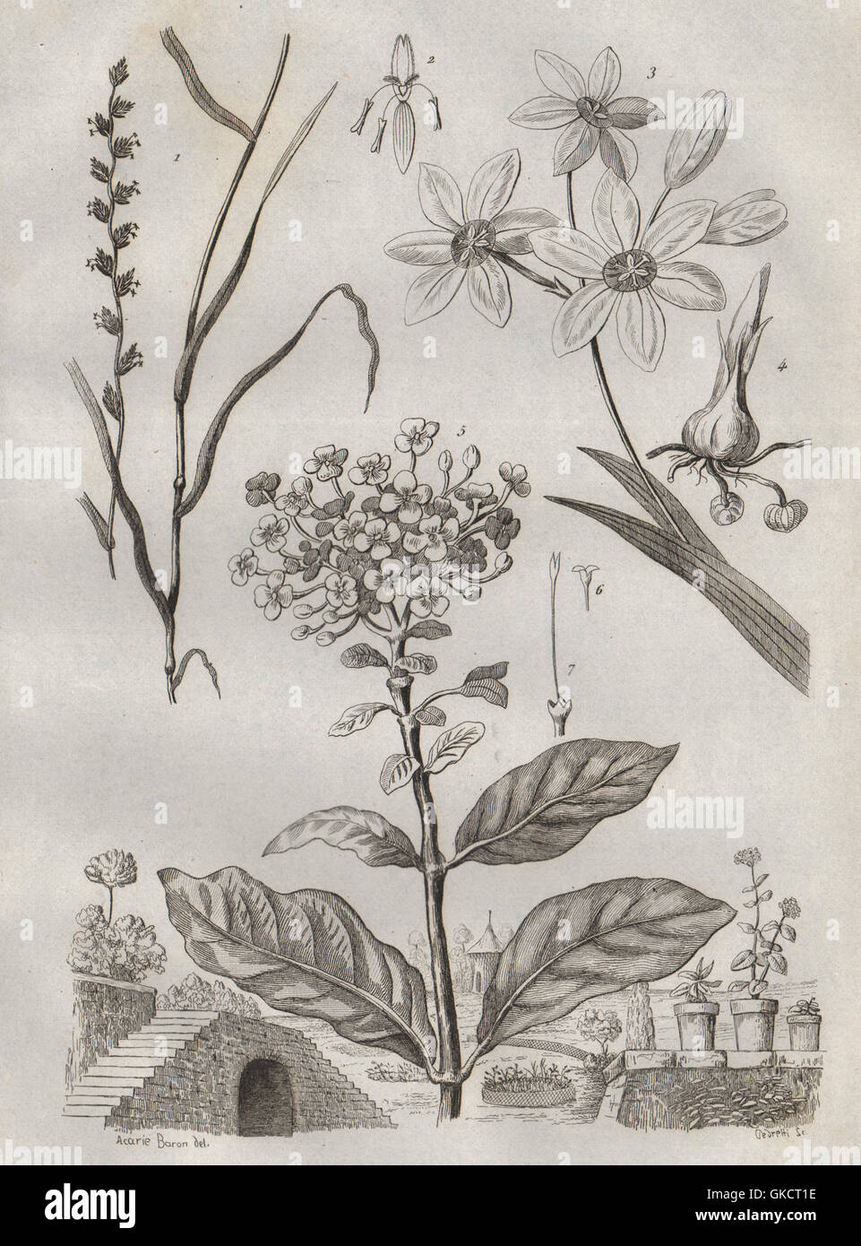 Pflanzen: Ivraie (Unkraut). Ixia. IXORA, antiken print 1834 Stockfoto