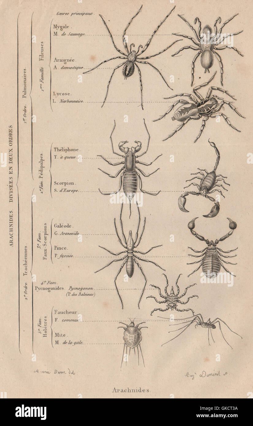 Spinnen: Arachnides (Spinnentiere). 2 Aufträge. Klassifizierung. Klassen drucken 1834 Stockfoto