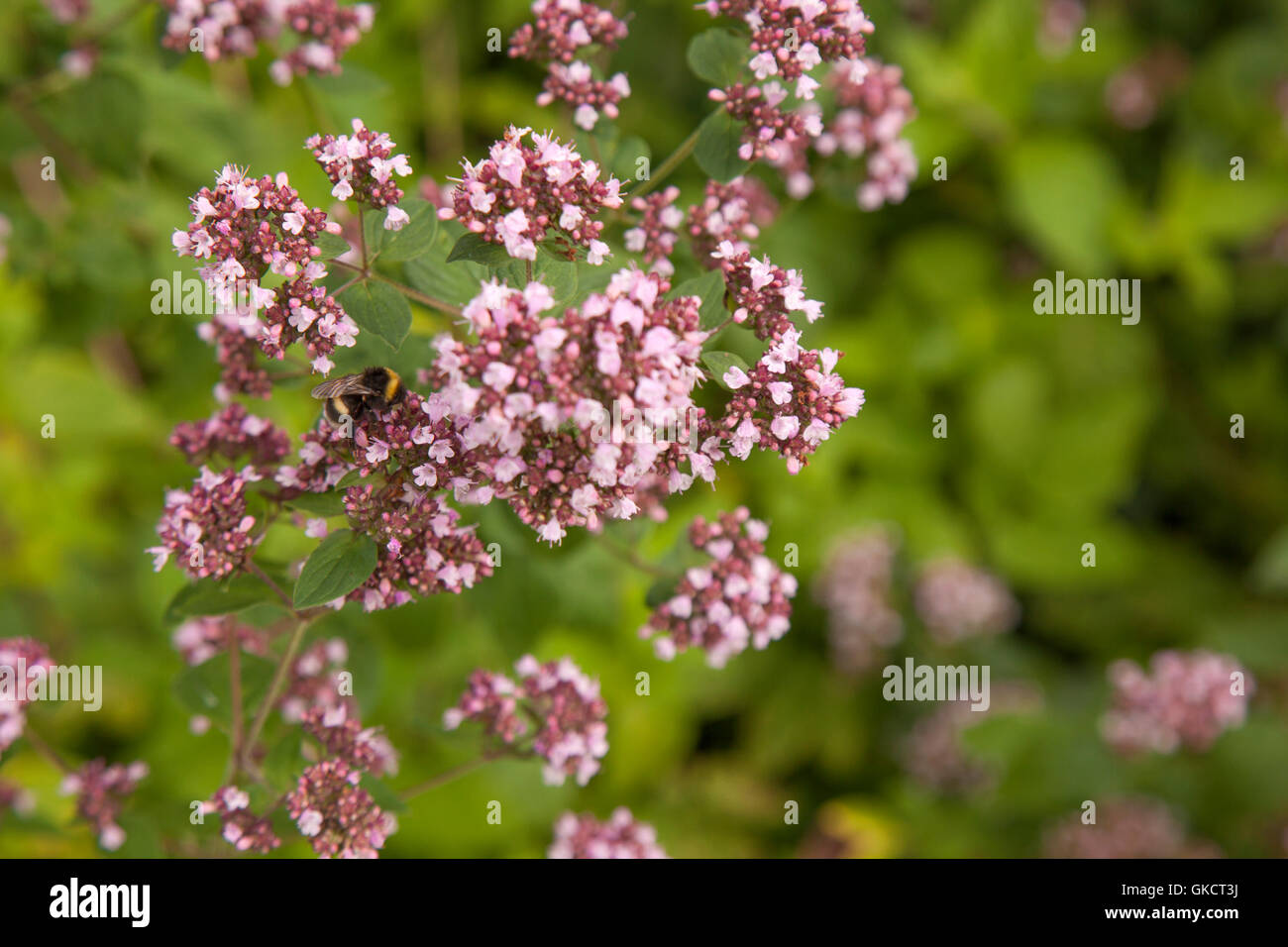 Majoran Blütenpflanzen und Hummel Stockfoto