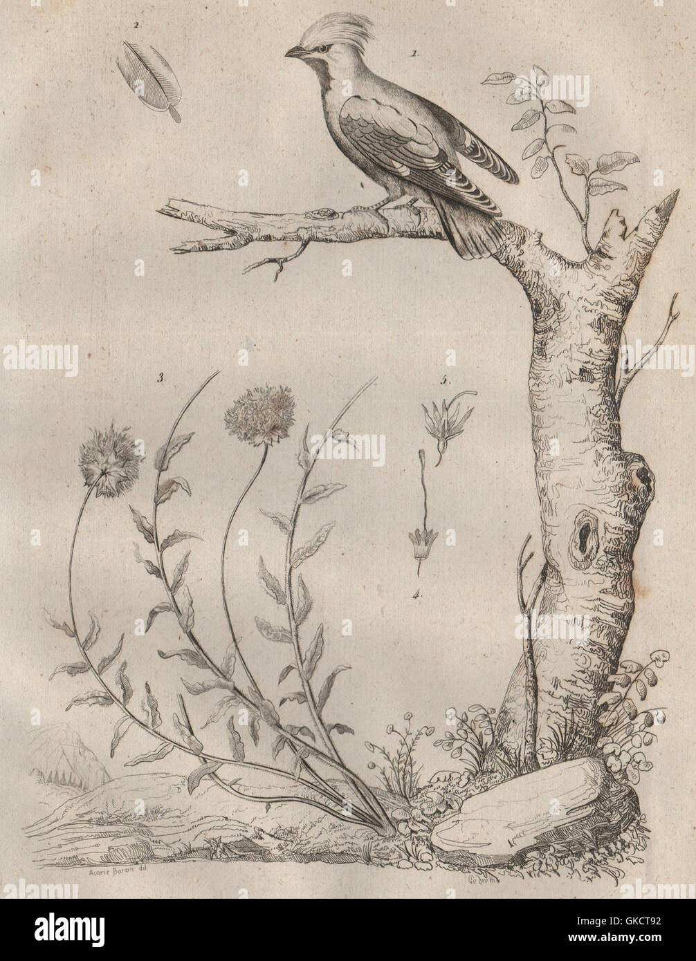 Vögel/Pflanzen: Jaseur (Seidenschwanz). JASIONE, antiken print 1834 Stockfoto