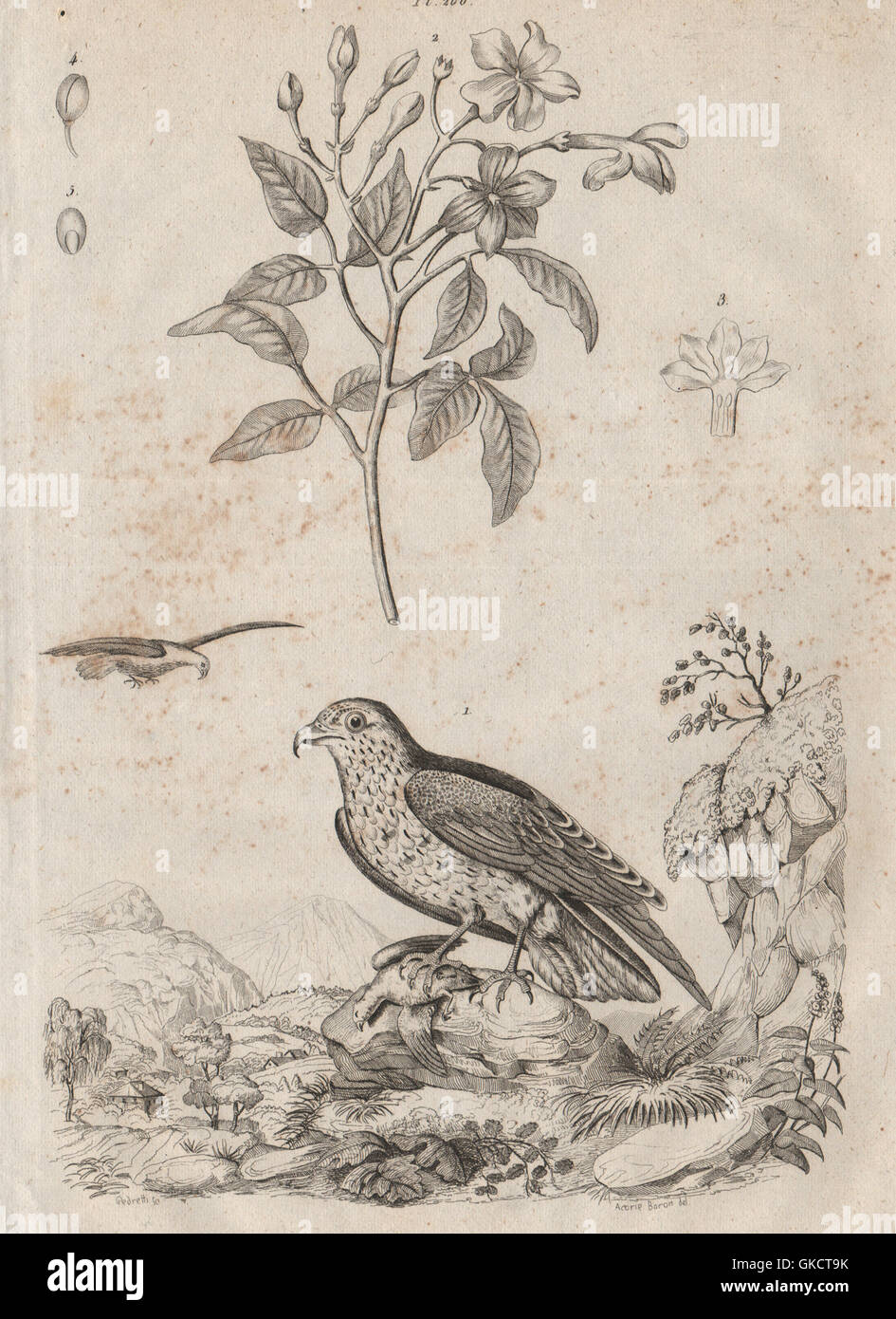 INDRE: Jean Leblanc (Schlangenadler Schlange Adler). Jasmin (Jasmin), alten Drucken 1834 Stockfoto