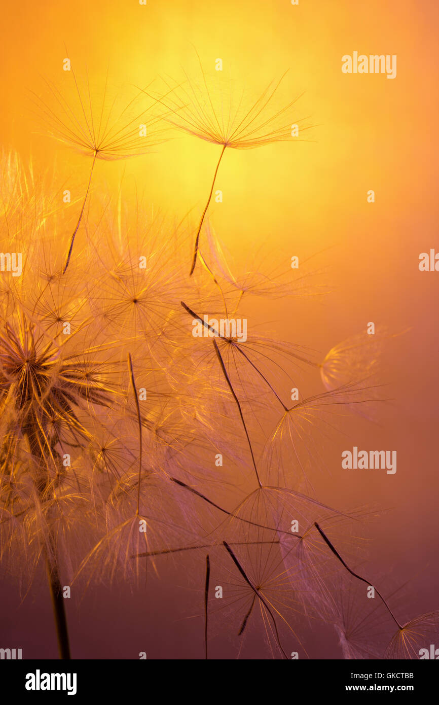 Löwenzahn auf einem orangefarbenen Hintergrund. Stockfoto