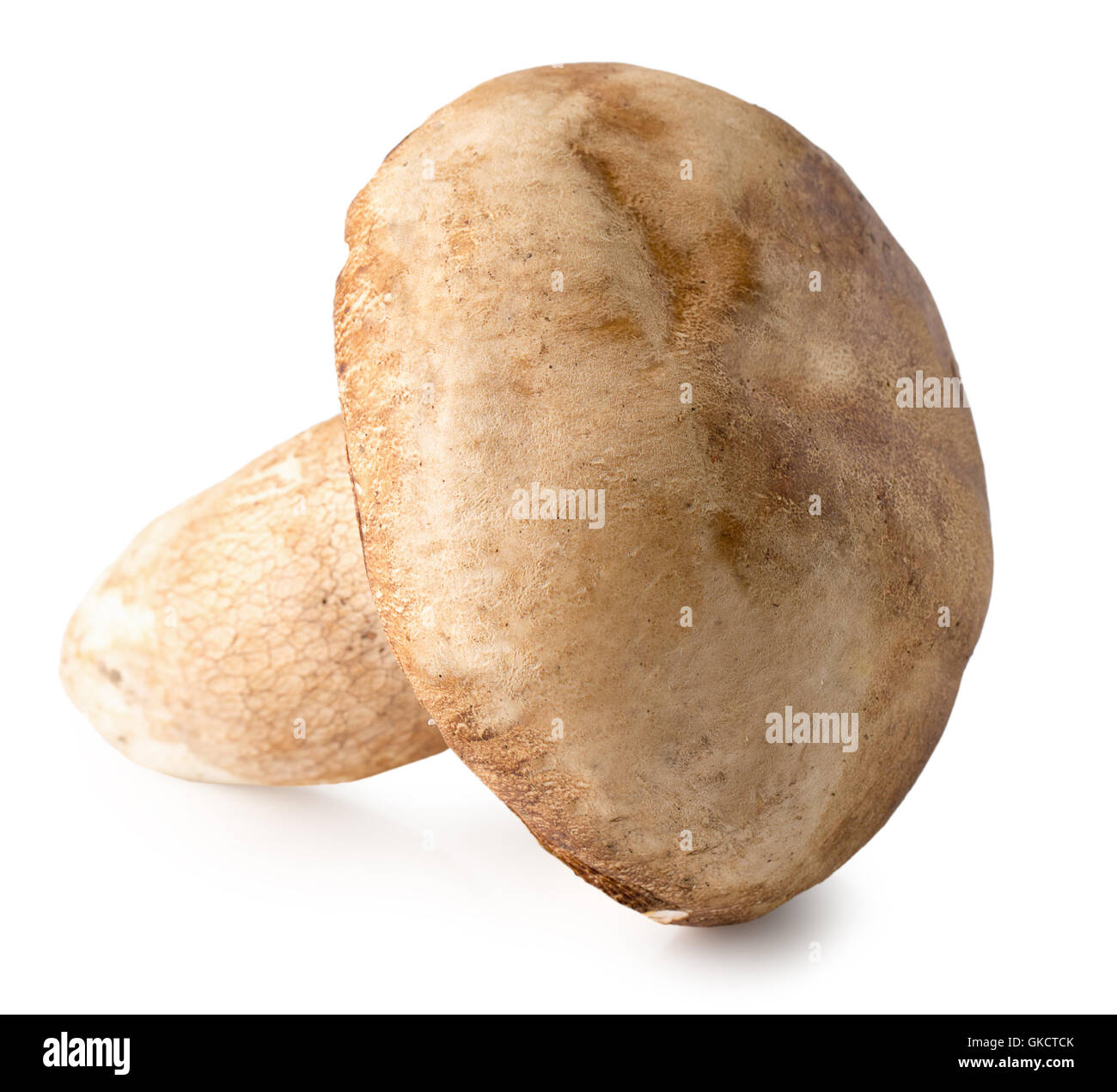 Champignon auf dem weißen Hintergrund isoliert. Stockfoto