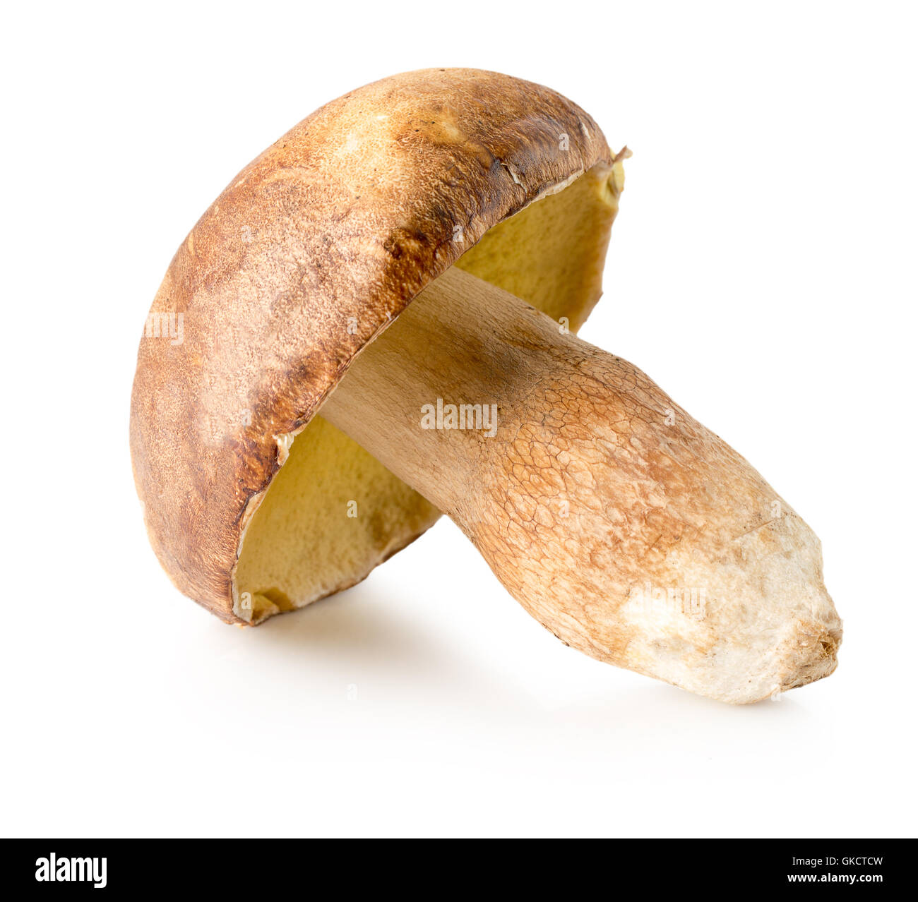 Champignon auf dem weißen Hintergrund isoliert. Stockfoto