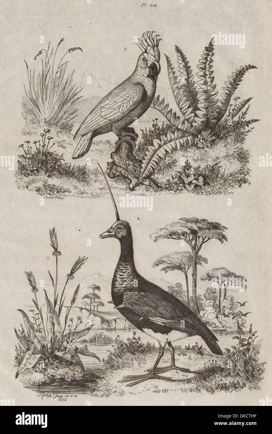 Kakatoes (weiße crested Cockatoo). Kamichi (südliche Screamer); Kopf Spike, 1834 Stockfoto