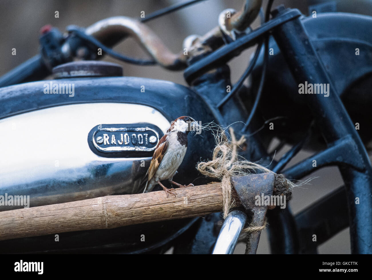 männlicher Haussperling, Passer Domesticus, ziehen Seil für Nistmaterial die Rajdoot Motorrad, Gujerat, Indien gebunden ist Stockfoto
