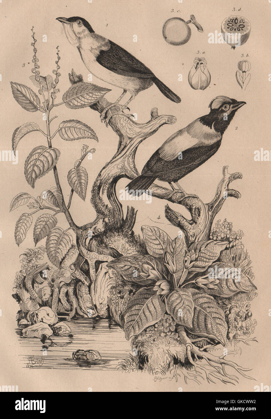 White-bärtige & blau-backed Pipras. Manchinelbaum Baum. Mandragora/Mandrake, 1834 Stockfoto
