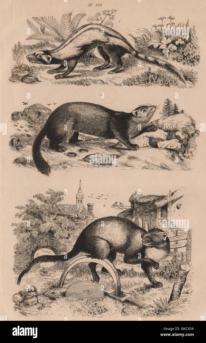 MARDERN: Zorilla (gestreifte Iltis). CMN Marten. Martes Zibellina (Sable), 1834 Stockfoto