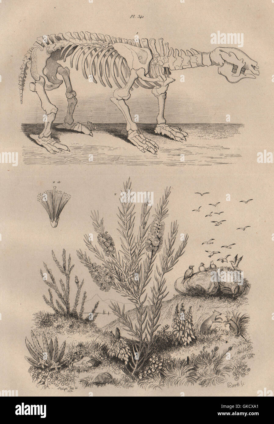 Megatherium. Melaleuca Alternifolia (Narrow-leaved Teebaum), alten Drucken 1834 Stockfoto