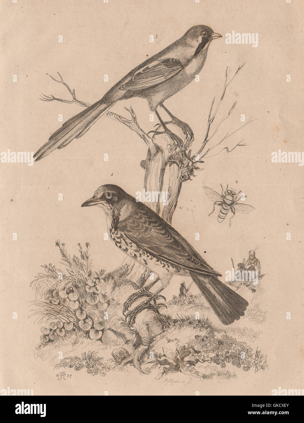 Drossel Litorne (Krammetsvogel). Merodon Hoverfly. Mésange (bärtigen Reedling), 1834 Stockfoto