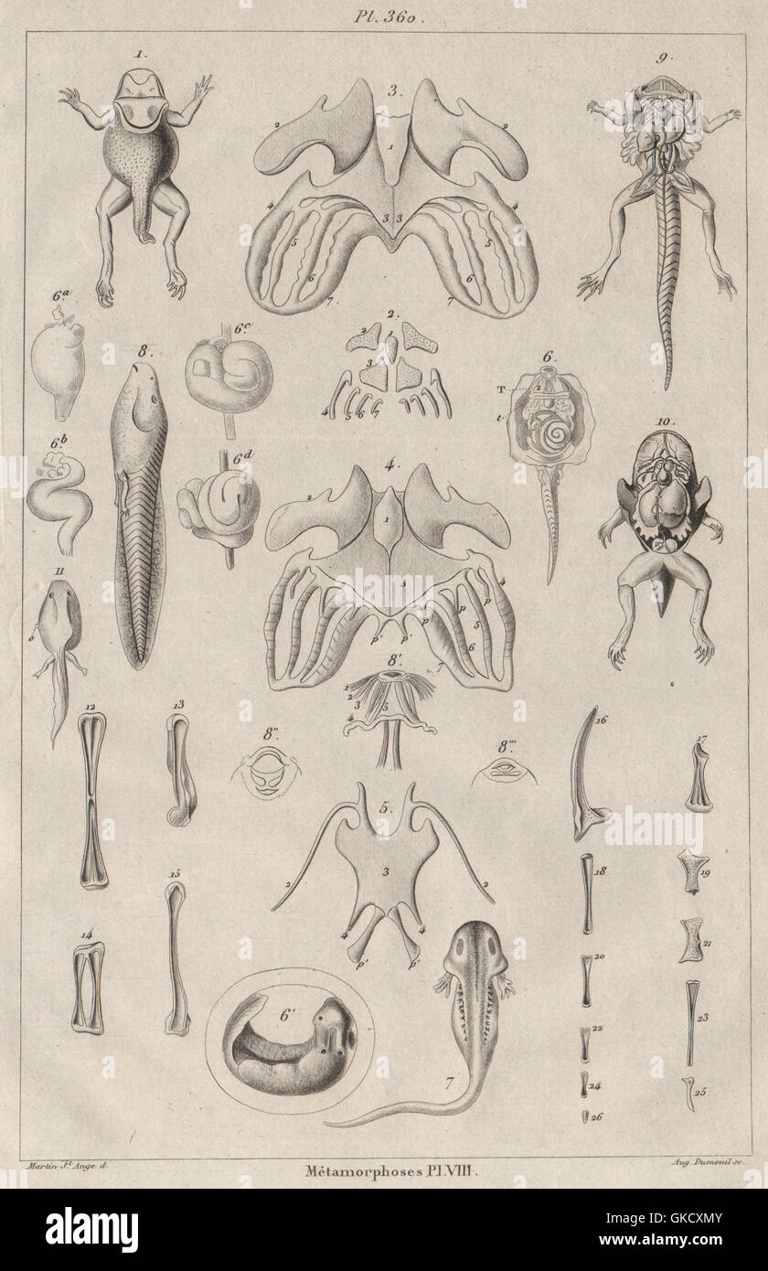 Frösche: Metamorphoses. Metamorphose. Pl. VIII, antique print 1834 Stockfoto