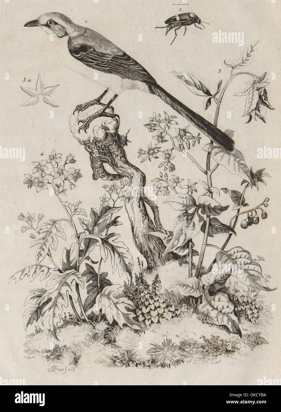 Spottdrossel. Mordellidae (Tumbling Blume Käfer). Woody Nightshade, 1834 Stockfoto