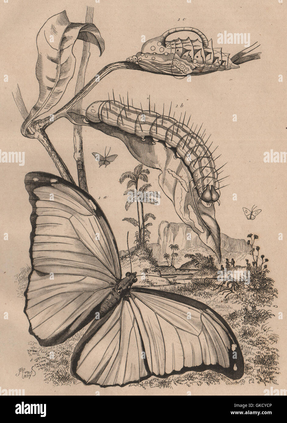 LEPIDOPTERA: Morpho Menelaus (Blue Morpho) Schmetterling, antiken print 1834 Stockfoto