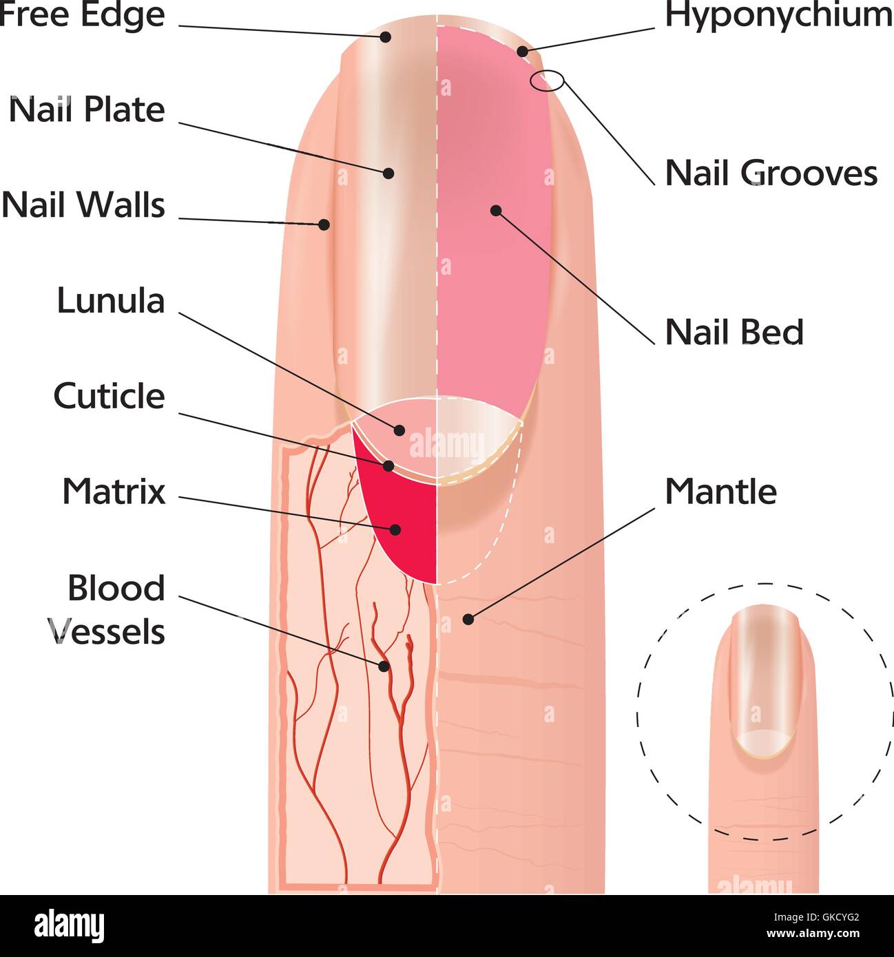 Nagelmatrix Stockfotos Und Bilder Kaufen Alamy 