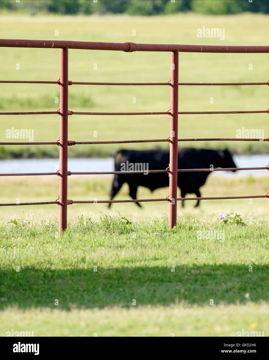 Eisen Corral Panel Fechten benutzt auf einer Ranch, um Vieh Corraled zu halten. Oklahoma, USA. Stockfoto