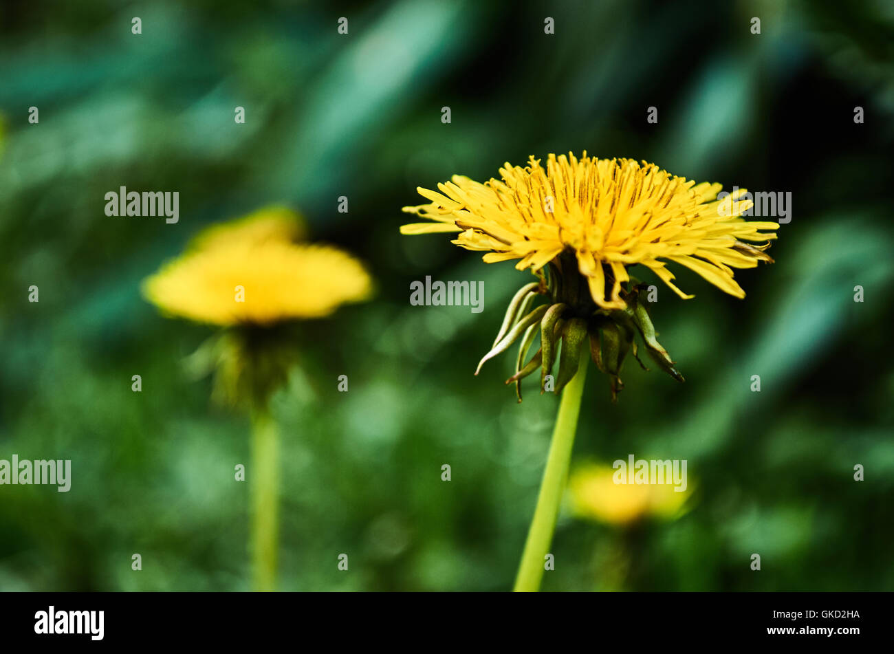 Eine schöne Löwenzahn vor einem verschwommenen Hintergrund im Garten eines Hauses. Stockfoto