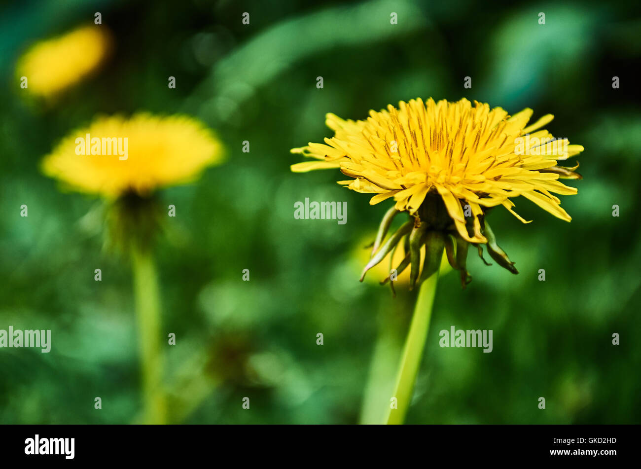Eine schöne Löwenzahn vor einem verschwommenen Hintergrund im Garten eines Hauses. Stockfoto