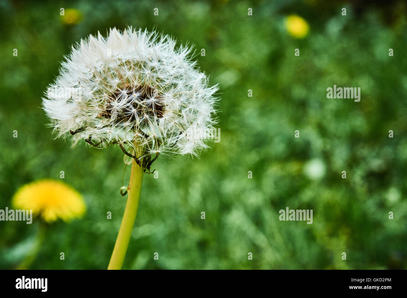 Eine schöne Löwenzahn vor einem verschwommenen Hintergrund im Garten eines Hauses. Stockfoto
