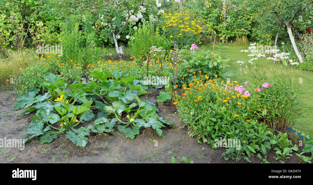 Anbau von Gemüse Knochenmark und medizinische Blumen unter den Bedingungen des nördlichen Europa. Auf einer kleinen Farm Gemüse marr Stockfoto