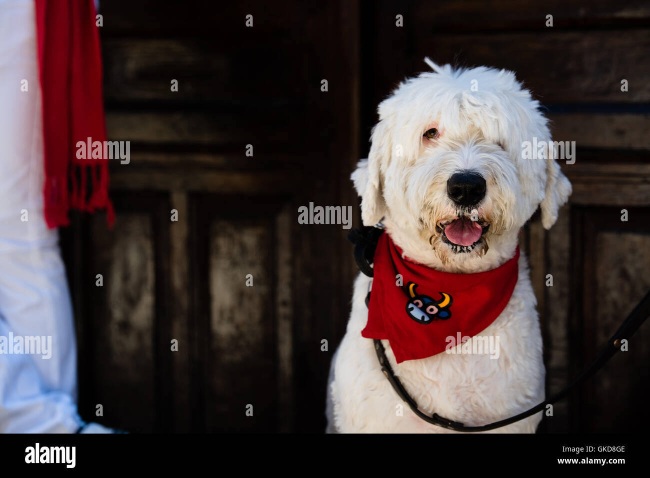 Halstuch Hund Hund rot gekleidet in Sankt Anna Festival in Tudela. Stockfoto