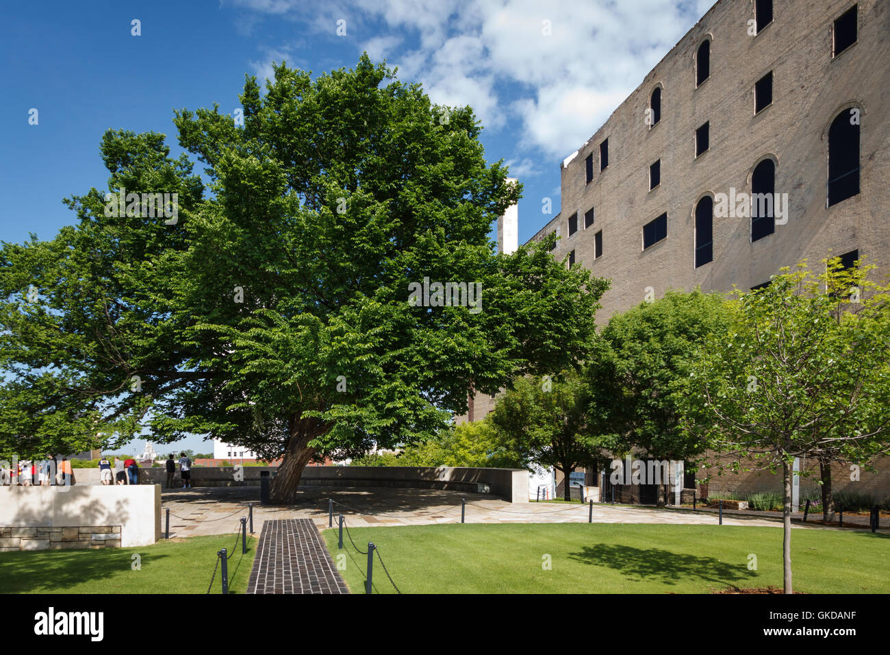 Der Überlebende Baum im Oklahoma City Bombardierung Gedenkstätte. Stockfoto