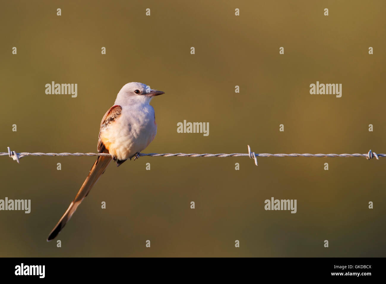 Schere – Tailed Flycatcher (Tyrannus Forficatus) auf Barbwire, Brazoria NWR, Texas, USA Stockfoto