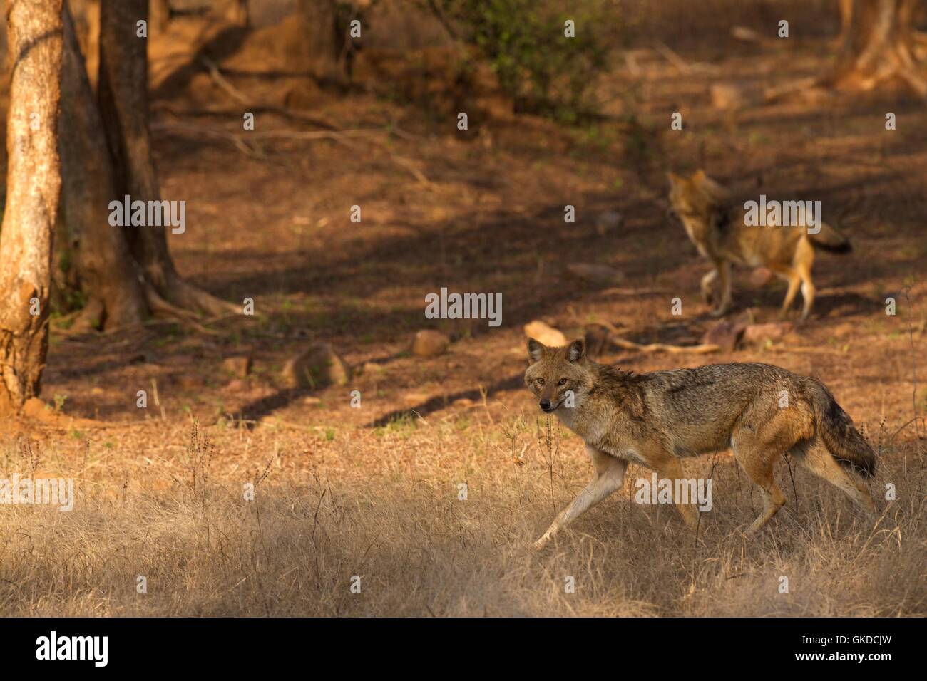 Goldene Jackals, Canis Aureus, Ranthambore Nationalpark, Rajasthan, Indien, Asien Stockfoto