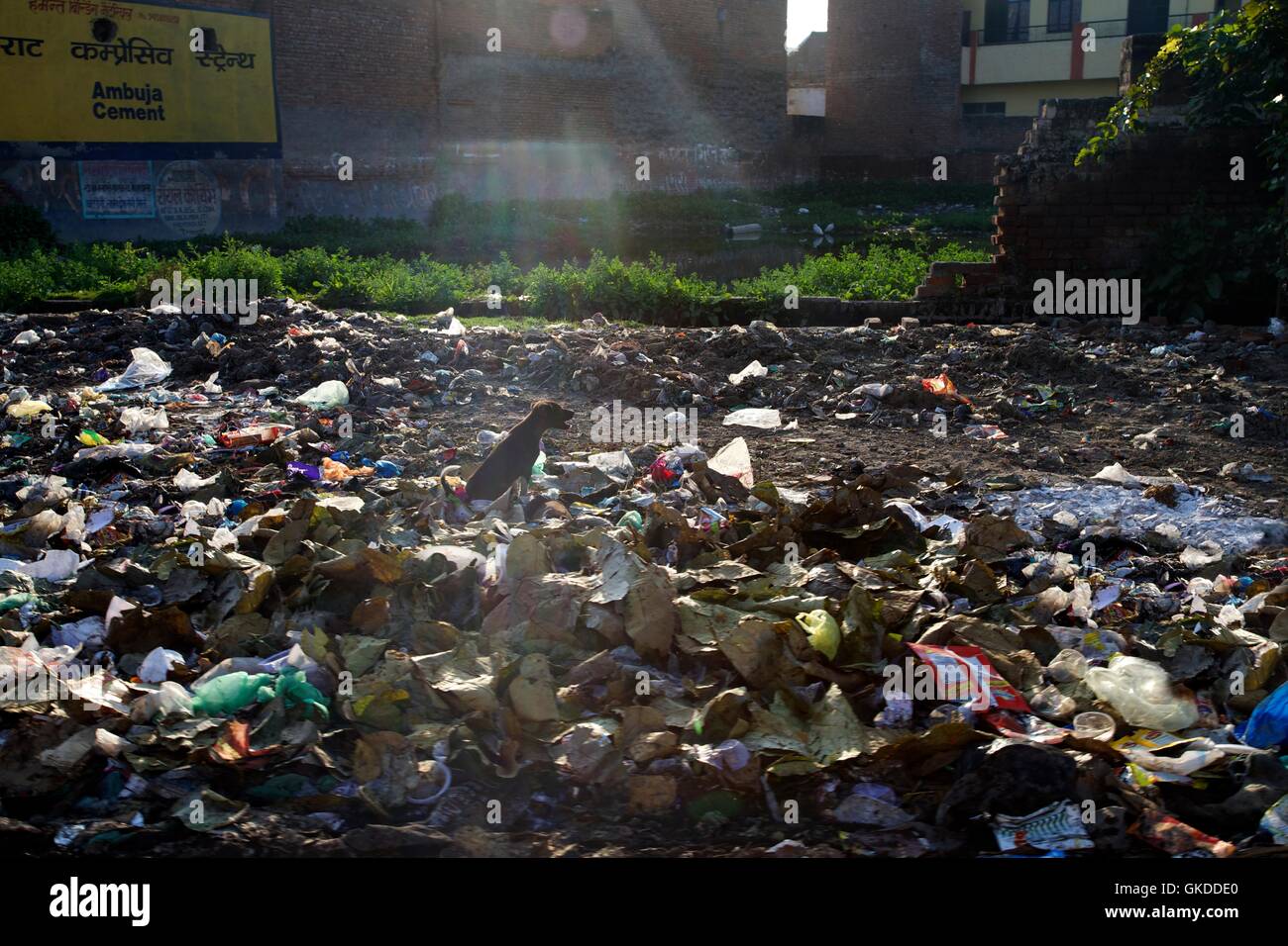 Hund im Müll, Uttar Pradesh, Indien, Asien Stockfoto