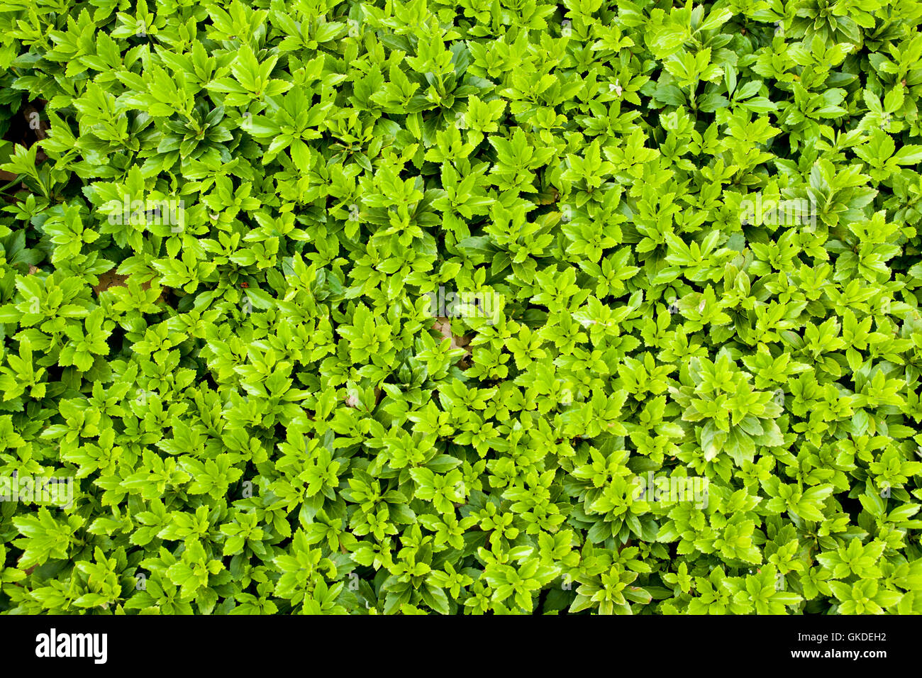 Blatt-Detail-Blume Stockfoto
