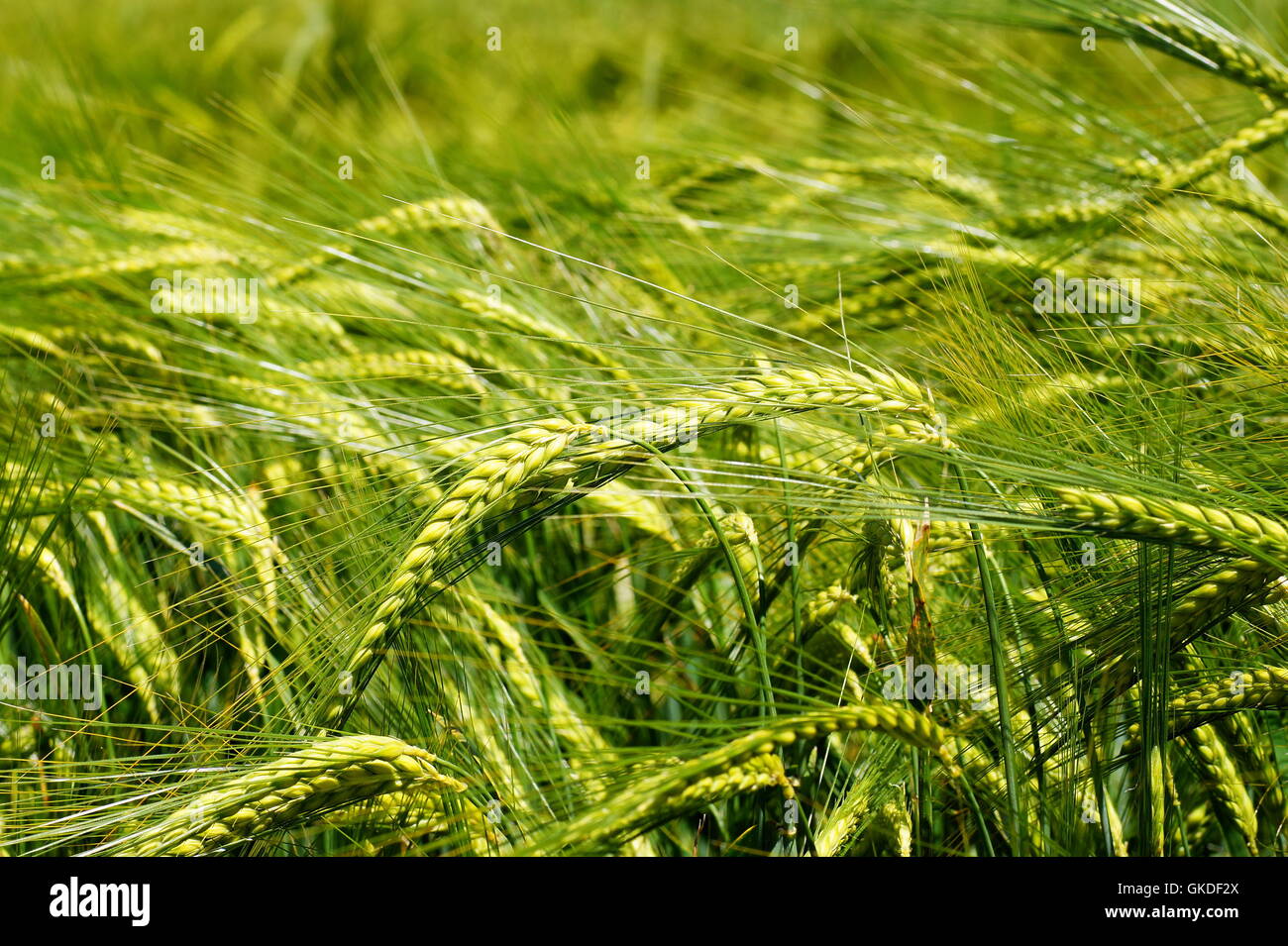 grüne Landwirtschaft Landwirtschaft Stockfoto