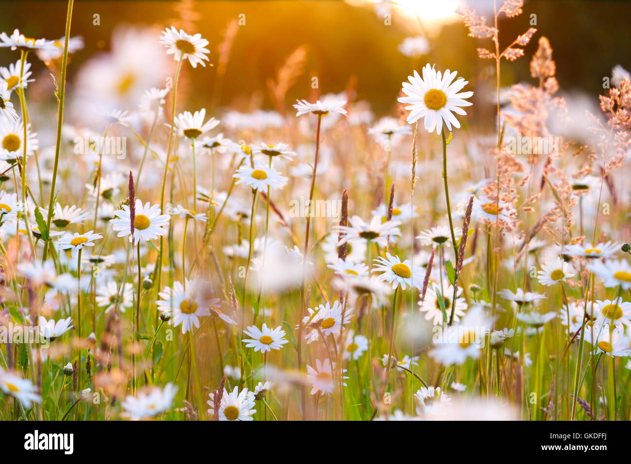 Gänseblümchen-Feld im Abendrot Stockfoto