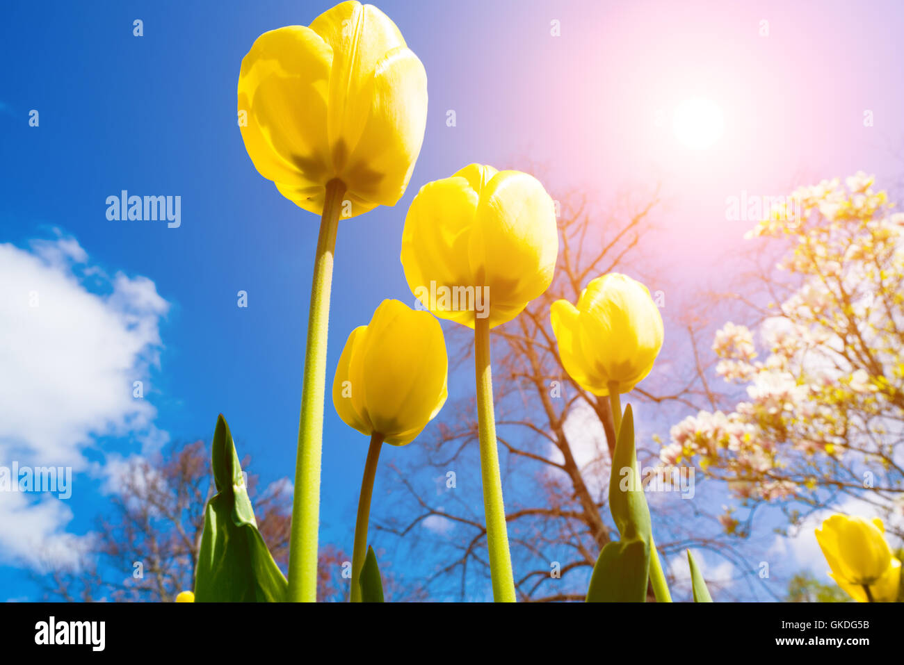 Gelbe Tulpe Blumen und Sonne Stockfoto
