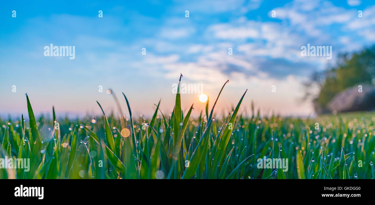 Grüne Wiese mit Wassertropfen bei Sonnenaufgang Stockfoto