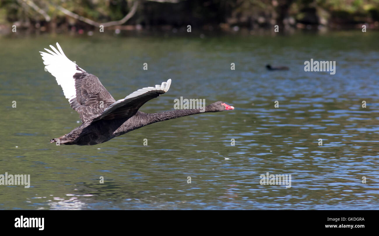 Black Swan (cynus atratus) Vogel im Flug in Western Springs Stockfoto