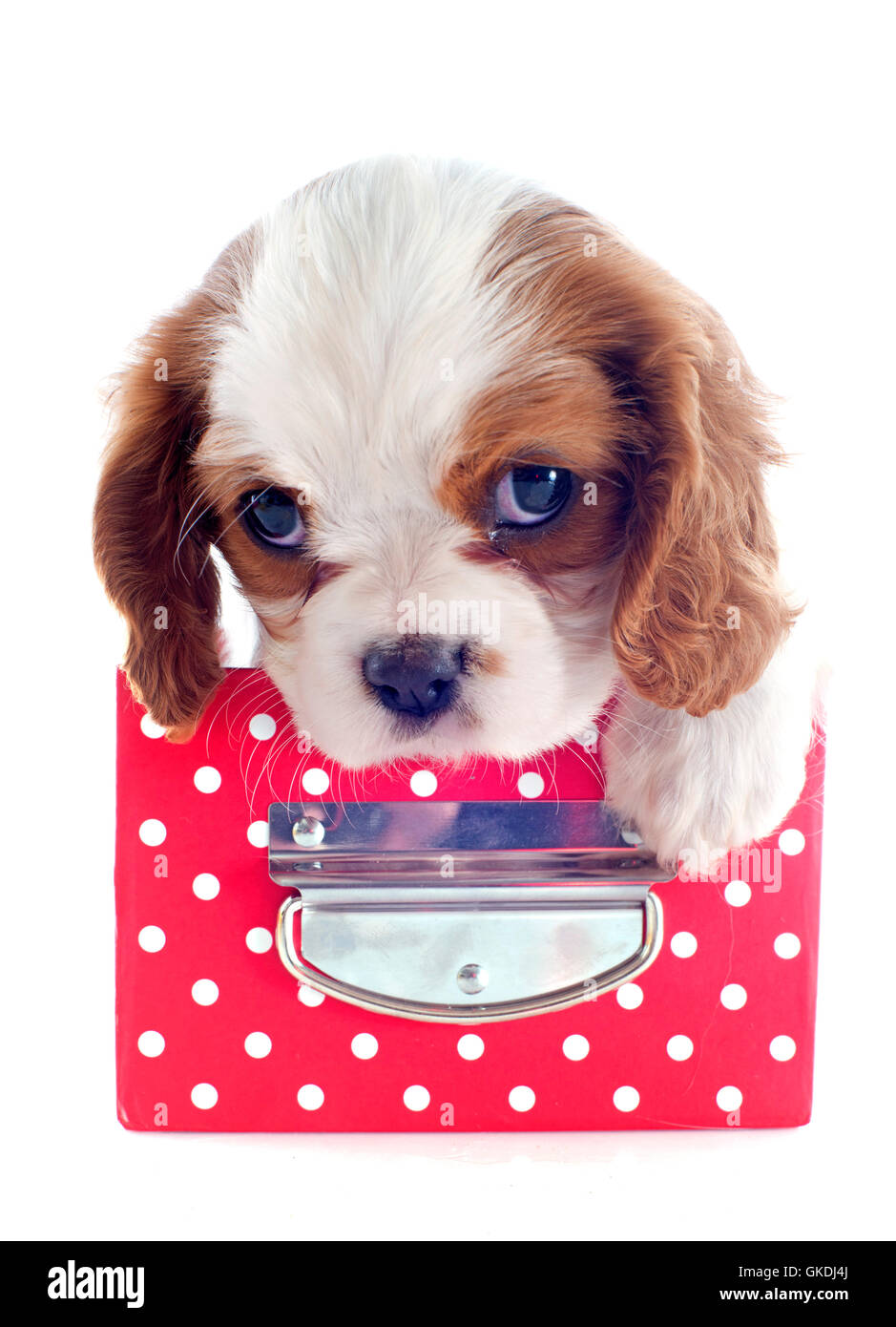 Hund Welpen spaniel Stockfoto