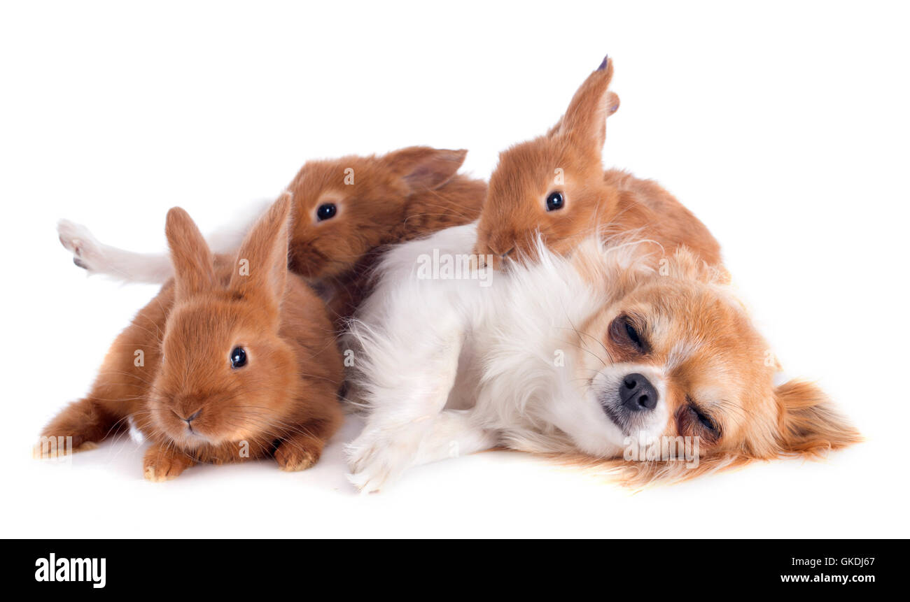 vier Hunde Kaninchen Stockfoto