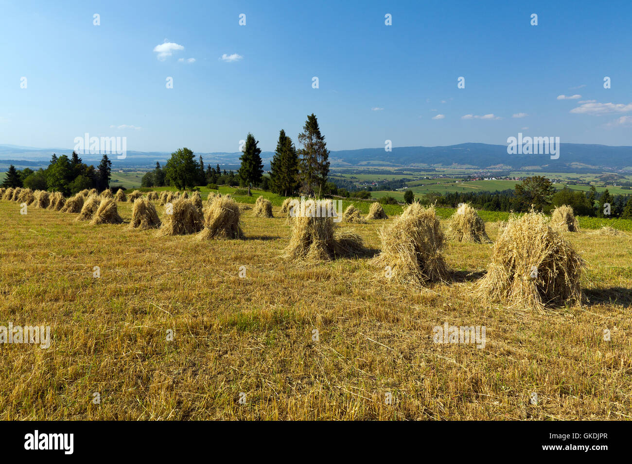 Feld mit einigen bündeln von Heu auf blauen Himmelshintergrund Stockfoto