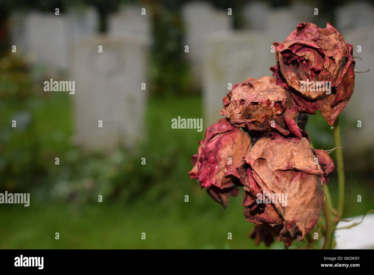 Tot rote Rosen mit Grabstein im Hintergrund Stockfoto