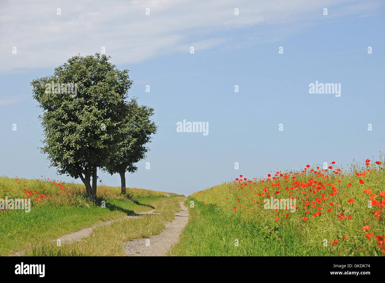 Rowan Beeren Rowan blau Stockfoto