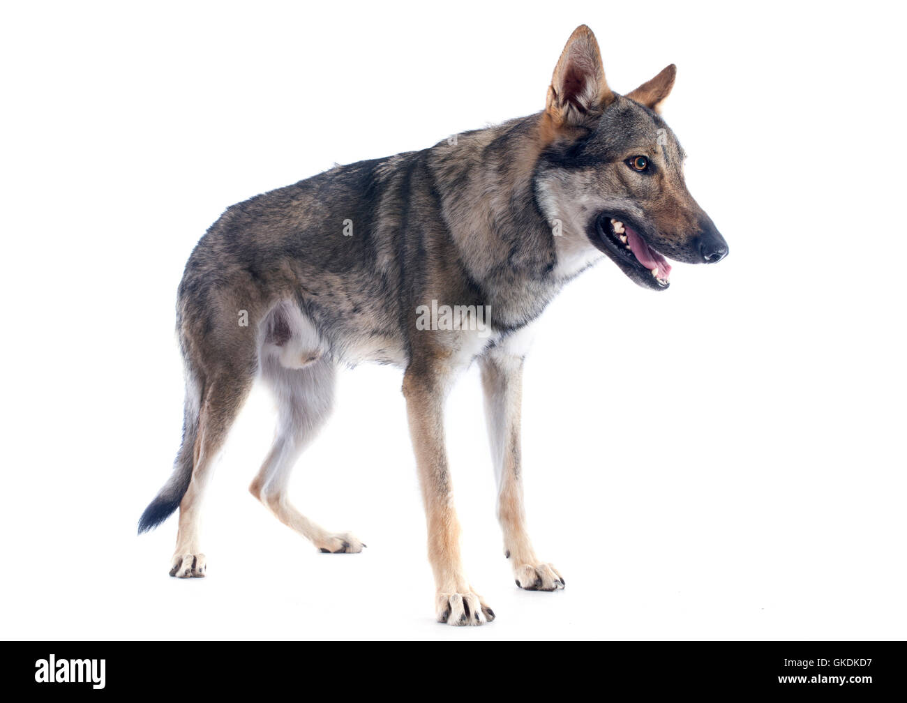 Hund Wolf Gefahr Stockfoto