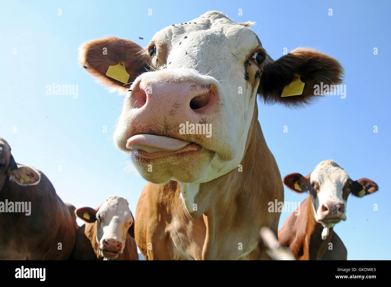 Allgäu-Kühe Stockfoto