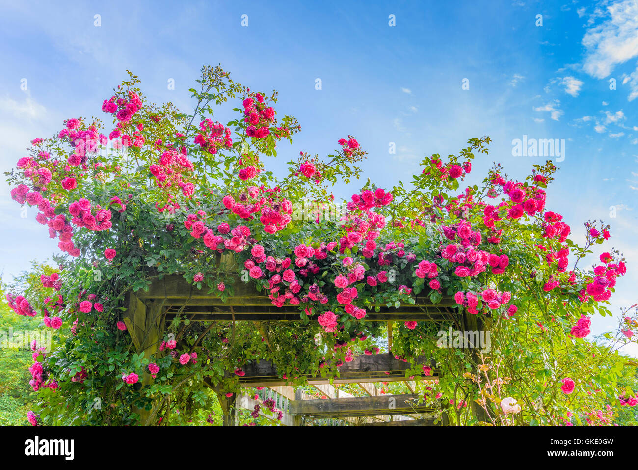 Rosa Rosen auf Laube, Burnaby Mountain Centennial Rose Garden, Burnaby, British Columbia, Kanada Stockfoto