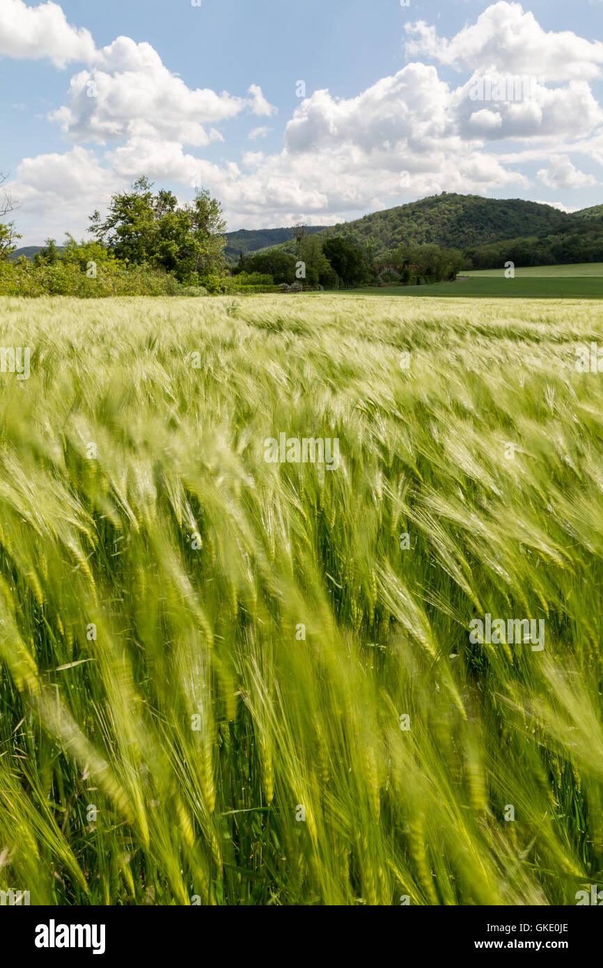 Landwirtschaft Landwirtschaft Landwirtschaft Stockfoto